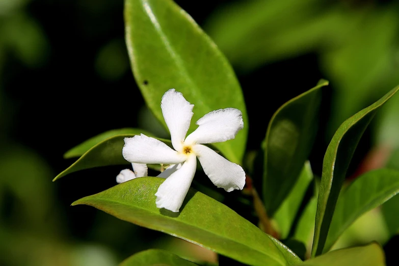 a white flower sitting on top of a green leaf, by Robert Brackman, flickr, hurufiyya, jasmine, cuba, michilin star, very detailed picture