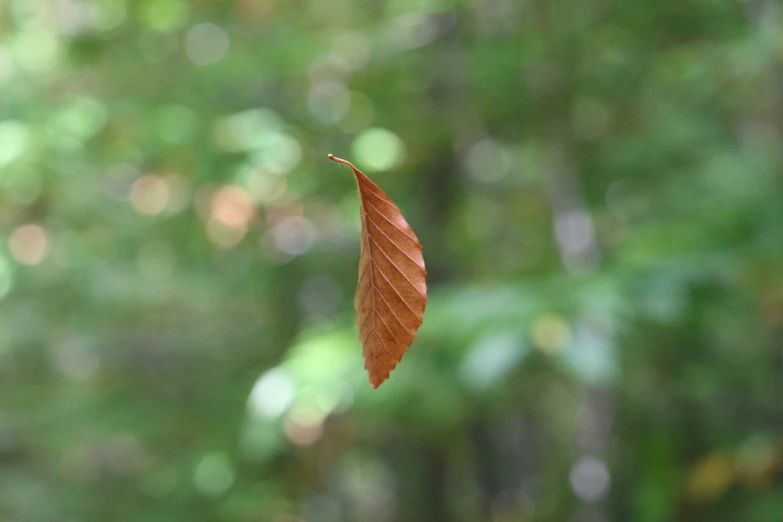 a close up of a leaf flying in the air, hurufiyya, floating alone, photograph captured in the woods, side-view, digital photo