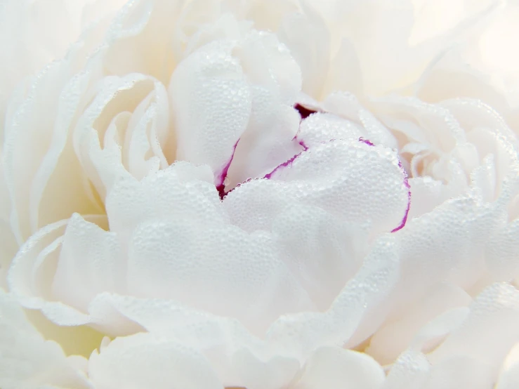 a close up of a white flower with water droplets, by Lena Alexander, romanticism, peony flowers, superb detail 8 k, marble white complexion, flowers