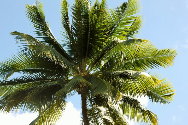 a palm tree with a blue sky in the background, hurufiyya, samoan features, closeup - view, 7 7 7 7