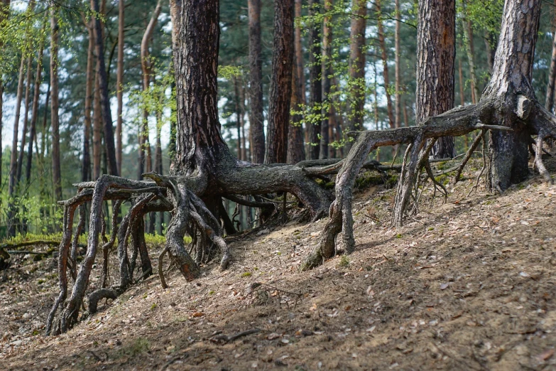 a fallen tree in the middle of a forest, by Jacob Kainen, pexels, fine art, mesh roots. closeup, hill with trees, radoslav svrzikapa, root trap