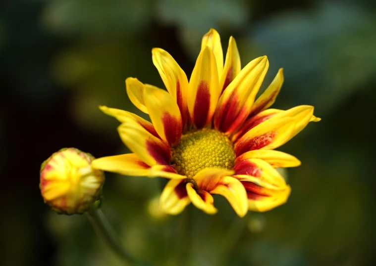 a close up of a yellow and red flower, shin hanga, mid shot photo, closeup photo, full of colour 8-w 1024, strong sunlight