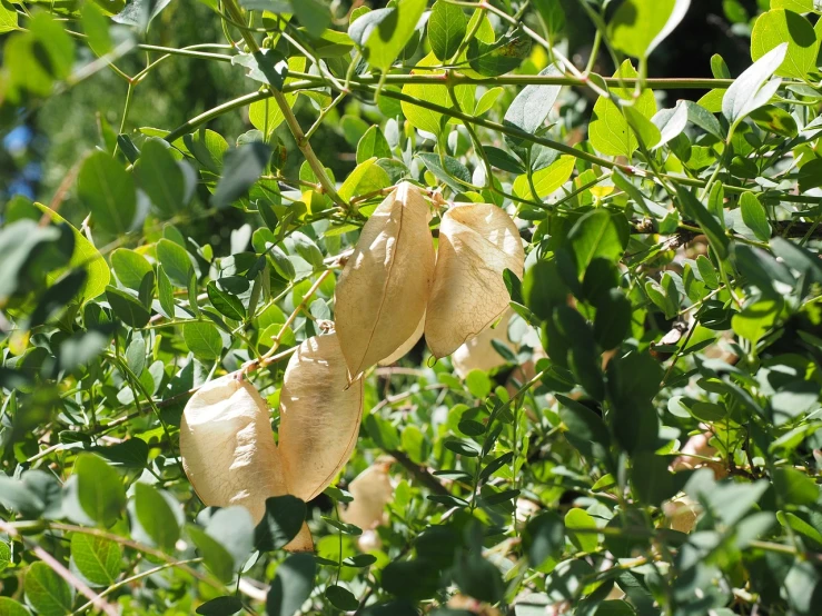 a close up of some leaves on a tree, sōsaku hanga, covered in bandages, pods, hot summer sun, utah