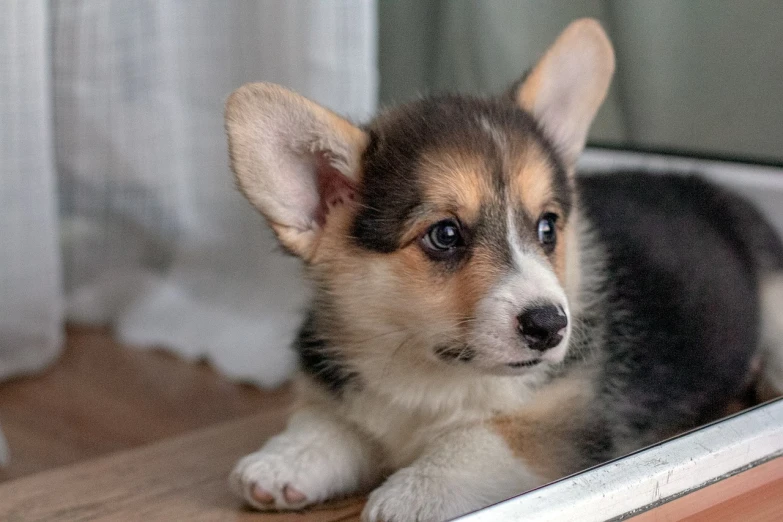 a close up of a dog laying on a window sill, by Emma Andijewska, shutterstock, photorealism, cute corgi, puppies, looking from side!, holding it out to the camera