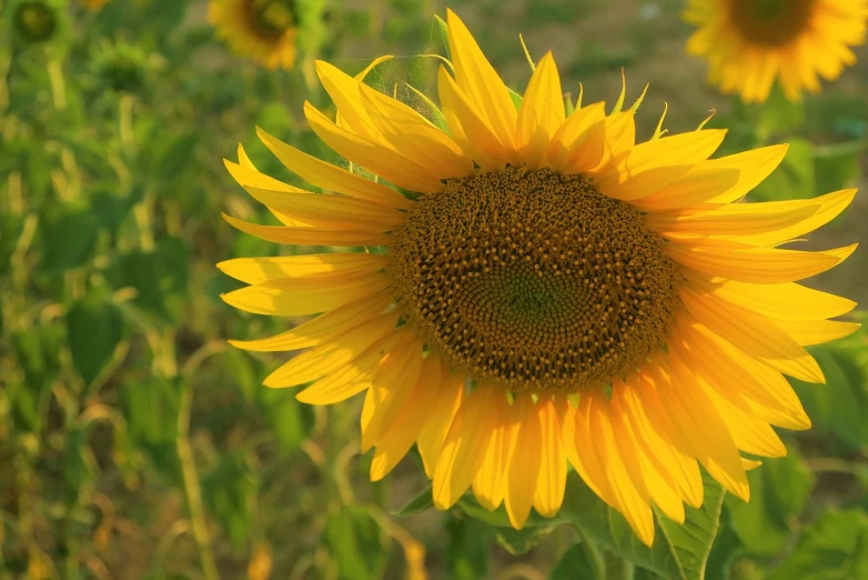 a close up of a sunflower in a field, a picture, renaissance, golden hour closeup photo, portrait mode photo, very accurate photo, rendered in 4 k