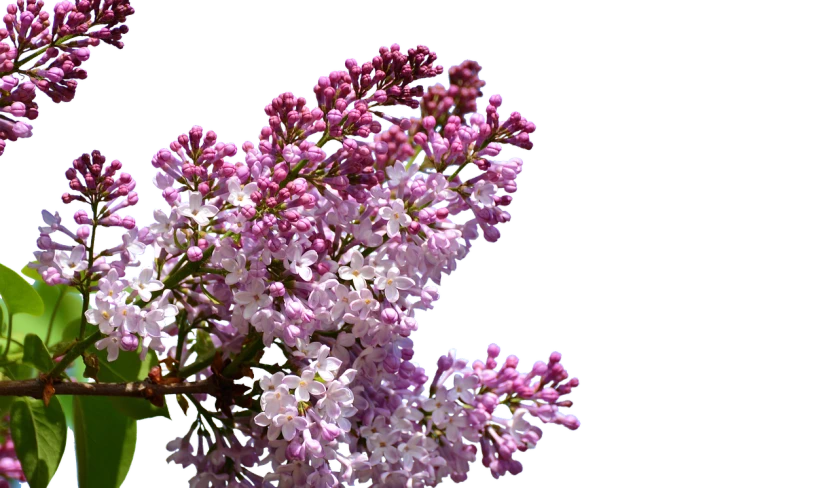 a vase filled with purple and white flowers, by Jan Rustem, shutterstock, photorealism, on black background, lilacs, intricate hyperdetail macrophoto, with soft pink colors