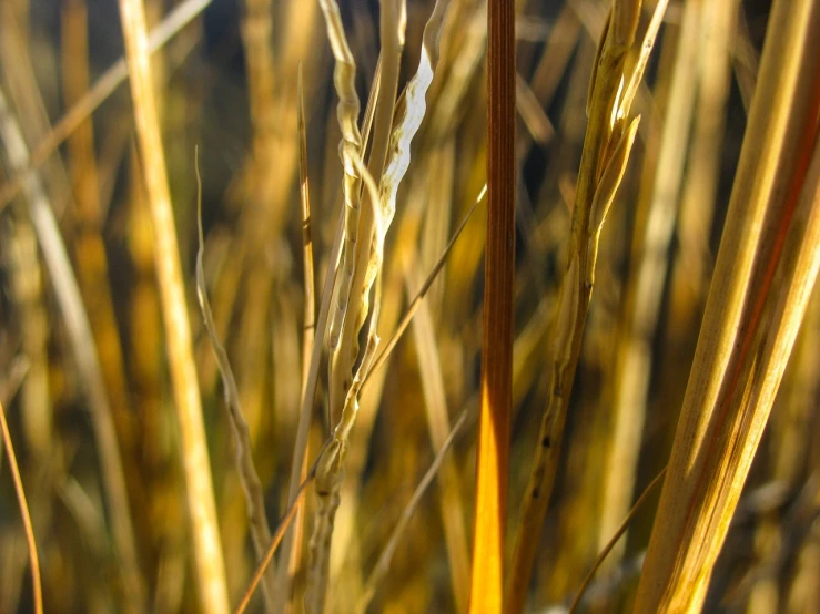 a close up of some tall grass in a field, a macro photograph, naturalism, golden leaves, difraction from back light, on a dark swampy bsttlefield, in the sun