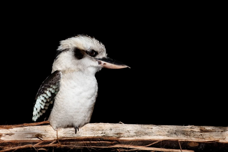 a close up of a bird on a branch, a portrait, shutterstock, hurufiyya, in front of a black background, australian winter night, high detail product photo, well preserved