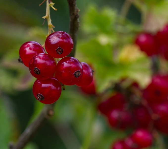 a bunch of red berries hanging from a tree, a picture, by Marten Post, close-up product photo, high detail product photo, mikko, wildlife