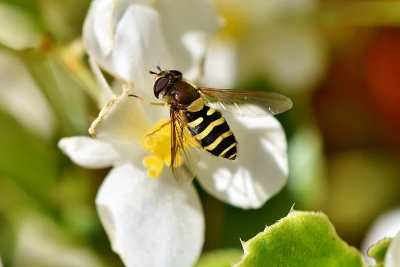 a close up of a bee on a flower, a macro photograph, bauhaus, jasmine, trimmed with a white stripe, voge photo