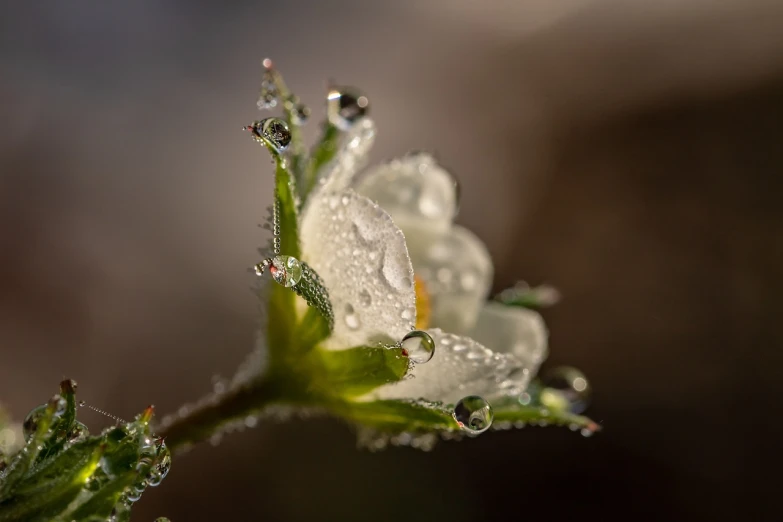 a close up of a flower with water droplets on it, by Jan Rustem, manuka, spring early morning, micro detailed, white mist