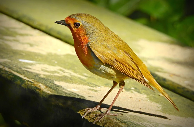 a small bird sitting on top of a wooden bench, by Peter Churcher, trending on pixabay, renaissance, red faced, gilt-leaf winnower, orange head, perched on a rock