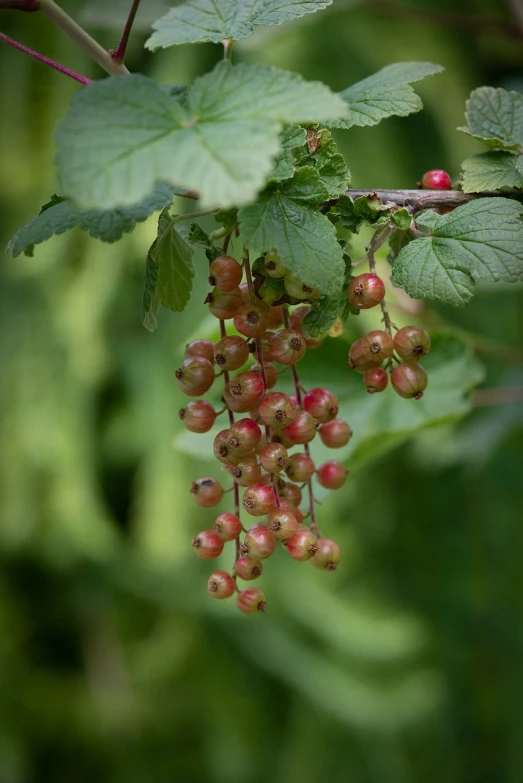 a close up of a bunch of berries on a tree, a picture, by Robert Brackman, shutterstock, wearing gilded ribes, tufted softly, stock photo, summer rain