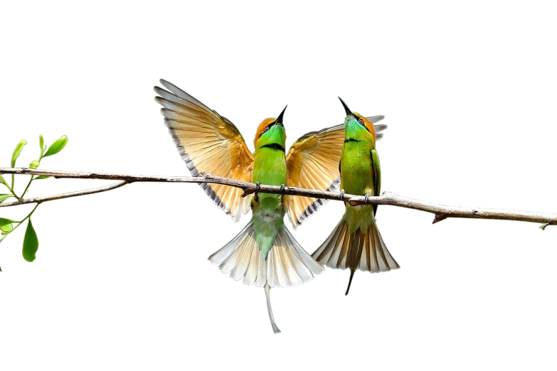 a couple of birds sitting on top of a tree branch, by Sudip Roy, shutterstock, on black background, his arms spread. ready to fly, gold and green, modern very sharp photo