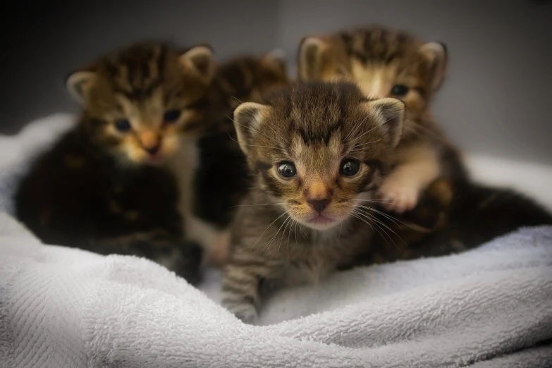 a group of kittens sitting on top of a white towel, by Emma Andijewska, flickr, happening, avatar image, museum quality photo, journalism photo, closeup photo