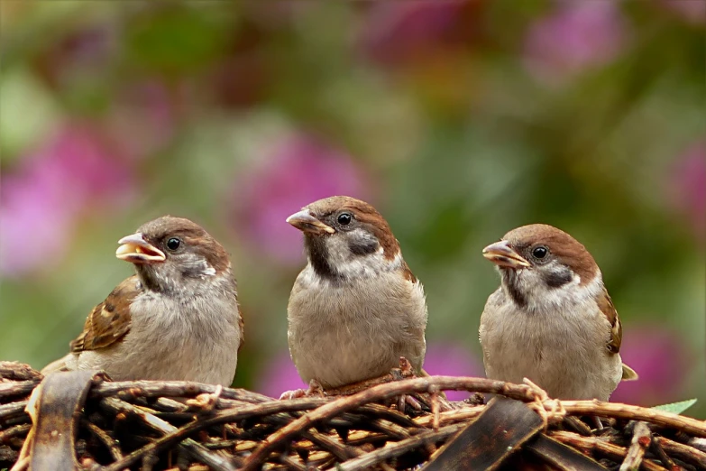 a group of birds sitting on top of a nest, a picture, by Jan Rustem, shutterstock, close up food photography, three fourths view, sparrows, innocent look. rich vivid colors