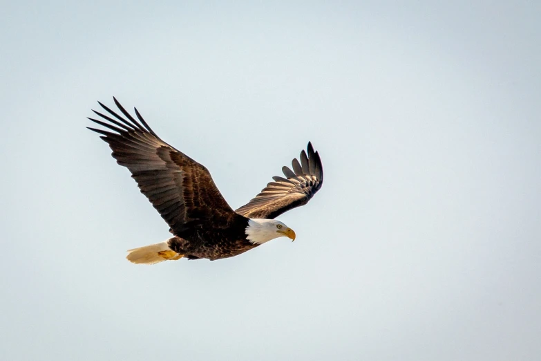 a bald eagle flying through a blue sky, by Jim Manley, on a gray background, the photo was taken from a boat, view from the side”, wide long shot