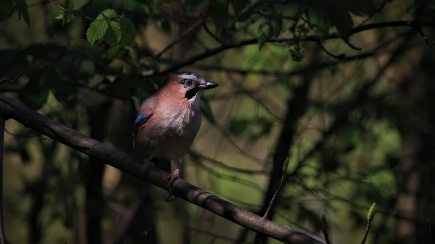 a bird sitting on top of a tree branch, by Jan Rustem, flickr, blue shiny eyes, in the shadows, singing, 3 / 4 view portrait