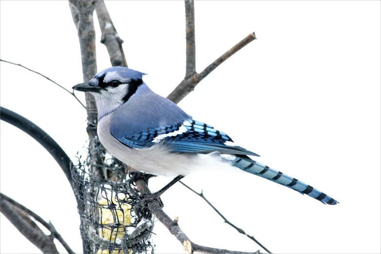 a blue bird sitting on top of a tree branch, a photo, by Jim Nelson, blue! and white colors, bluejay, superior detail, high key