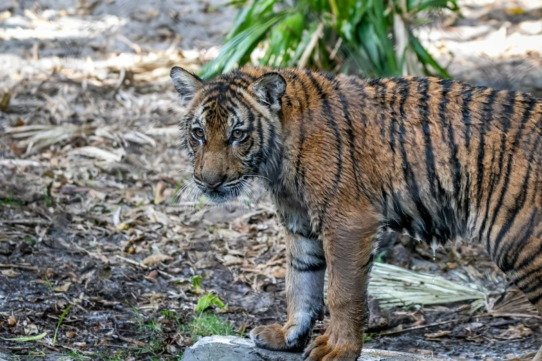 a tiger that is standing on a rock, a portrait, by Arnie Swekel, flickr, sumatraism, cub, walking to the right, in the zoo exhibit, taken in the early 2020s