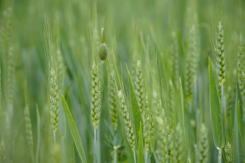 a close up of a field of green grass, by Erwin Bowien, shutterstock, in a wheat field, buds, bangalore, stock photo