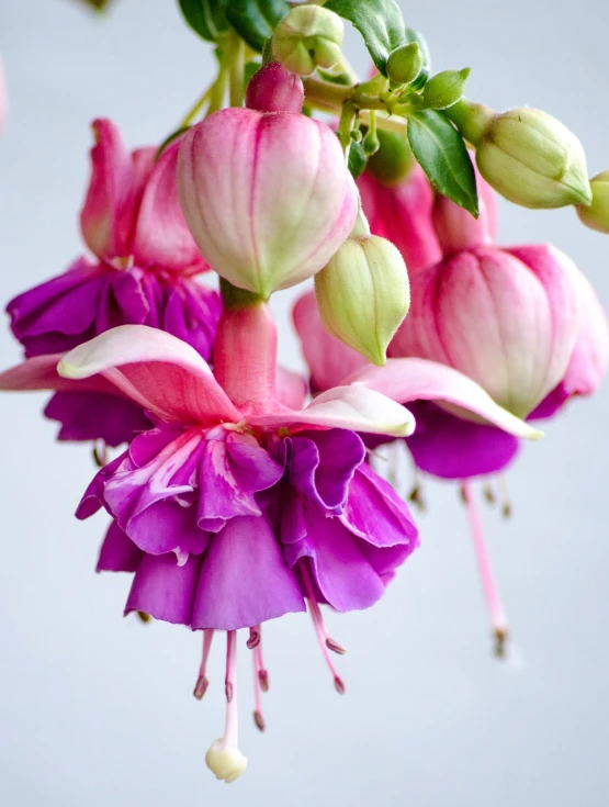 a close up of a bunch of flowers in a vase, by Sylvia Wishart, unsplash, fuchsia, hanging upside down, edible flowers, 2 colours