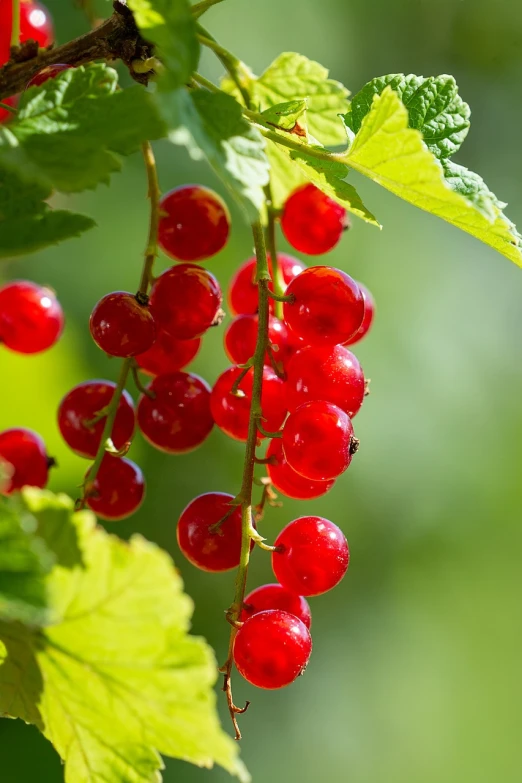 a close up of a bunch of red berries, a stock photo, by Dietmar Damerau, shutterstock, garden with fruits on trees, high detail product photo