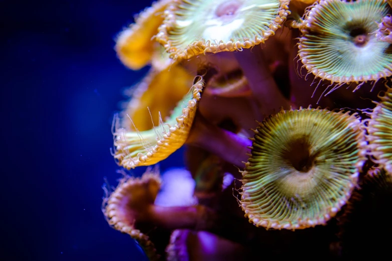 a close up of a group of sea anemons, a macro photograph, synchromism, aquarium, colorful mushrooms, 8k octan photo
