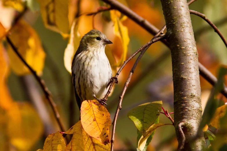 a small bird sitting on top of a tree branch, by Jim Manley, autumn sunlights, istock, 1/1250sec at f/2.8, fall foliage