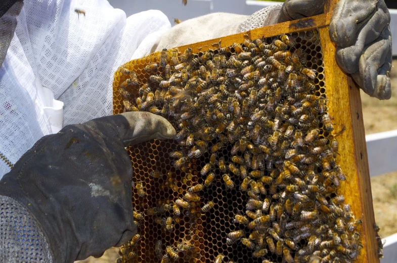a close up of a person holding a beehive, by Robert Brackman, flickr, very crowded, “wide shot, float, backlit