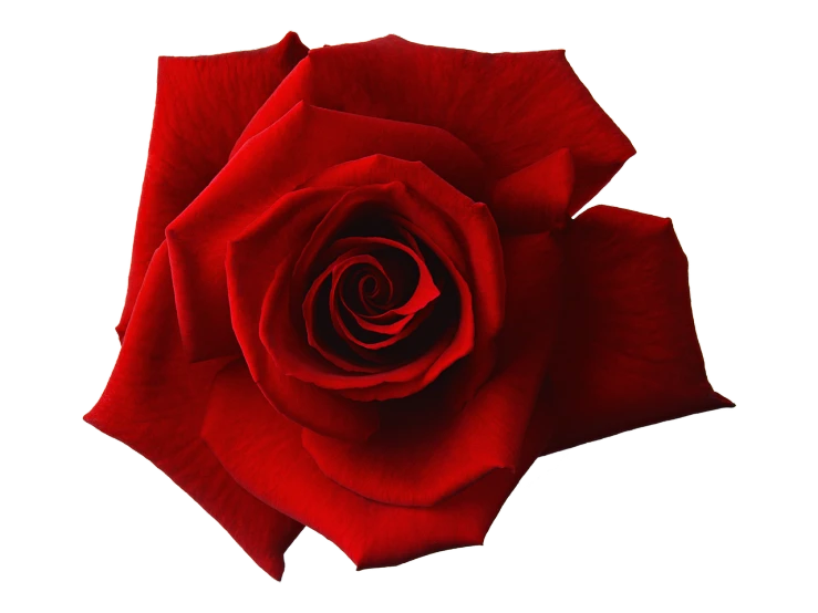a close up of a red rose on a black background, a digital rendering, inspired by Jan Henryk Rosen, high res photo