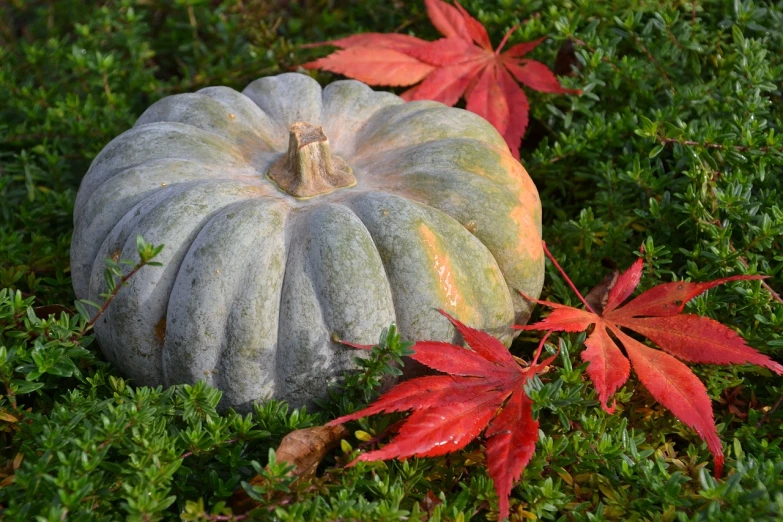 a white pumpkin sitting on top of a lush green field, a photo, canadian maple leaves, gray and orange colours, けもの, grey vegetables