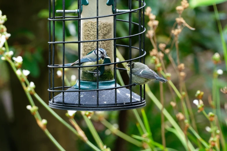 a bird is eating from a bird feeder, trio, picton blue, taken from the high street, cross hatched