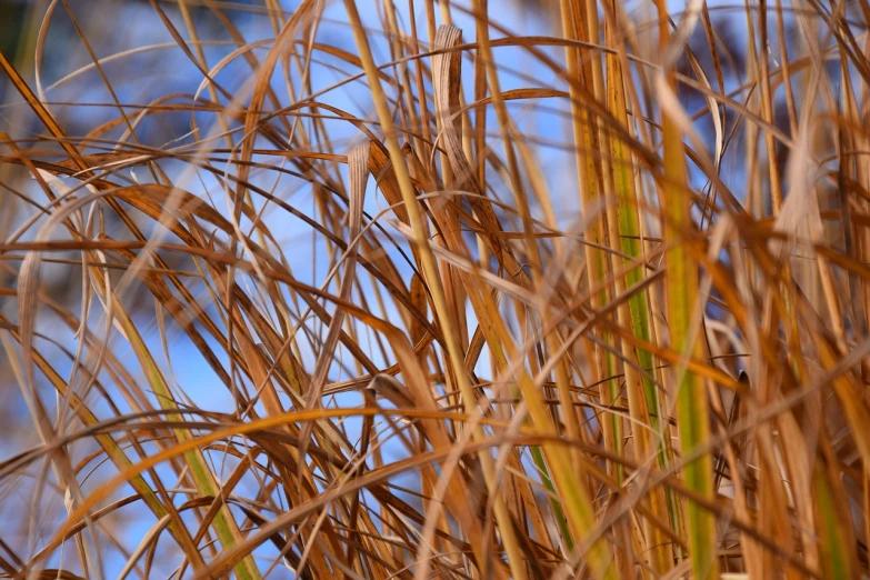 a bird sitting on top of a tall grass covered field, a macro photograph, hurufiyya, gold striated swirling finish, cane, on a bright day, winter