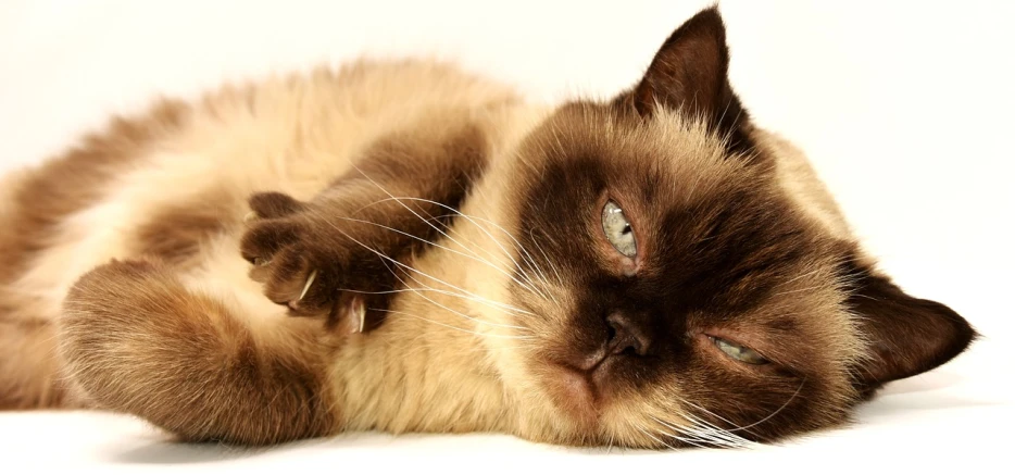 a close up of a cat laying on a white surface, flickr, grumpy cat, like a catalog photograph, wikimedia commons, plain background