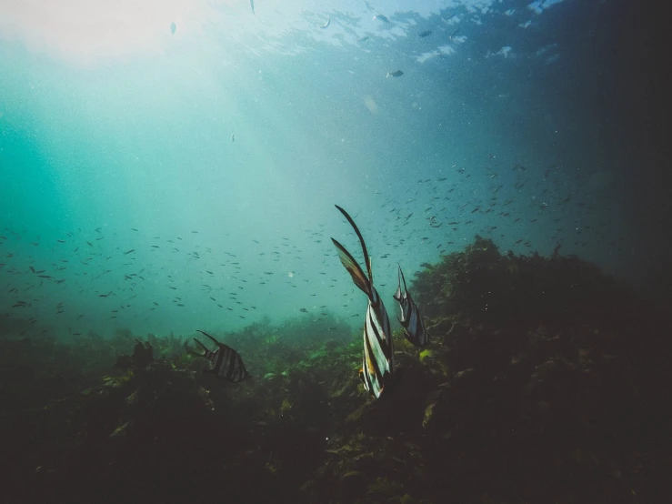 a group of fish swimming in the ocean, by Dietmar Damerau, unsplash contest winner, modernism, sea weed, south african coast, holy rays, screensaver