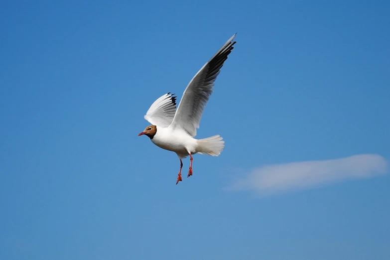 a white bird flying through a blue sky, a photo, bull netch floating around, bird legs, beautiful and graceful, pepper
