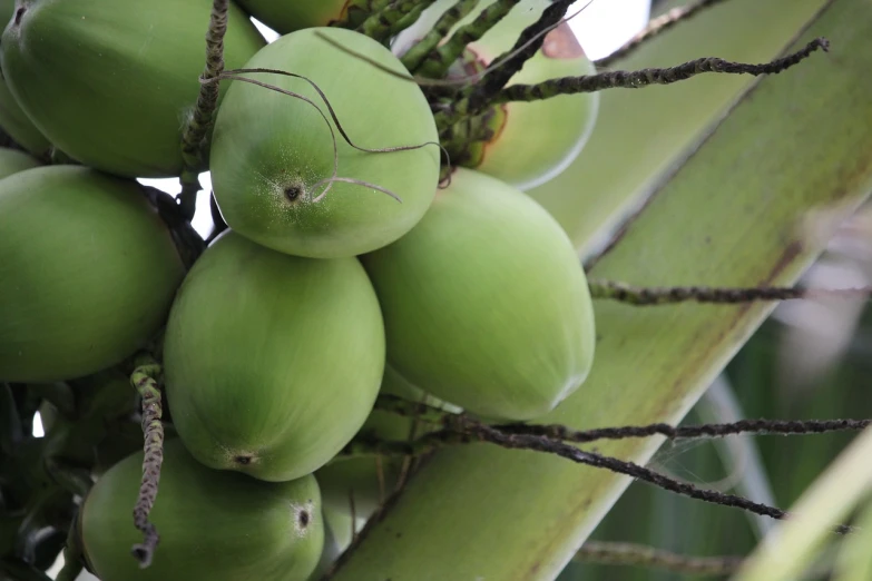 a bunch of green coconuts hanging from a tree, by Edward Corbett, flickr, detail shots, a bald, f 2. 0, bongos