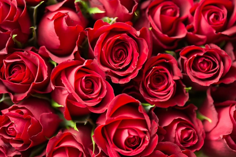 a close up of a bunch of red roses, a photo, by Valentine Hugo, shutterstock, aaaaaaaaaaaaaaaaaaaaaa, very very high detailed, 🎀 🗡 🍓 🧚, romantic!!!