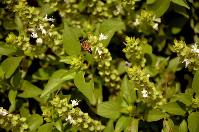 a close up of a plant with white flowers, figuration libre, basil flying, honey, high angle close up shot, lone female