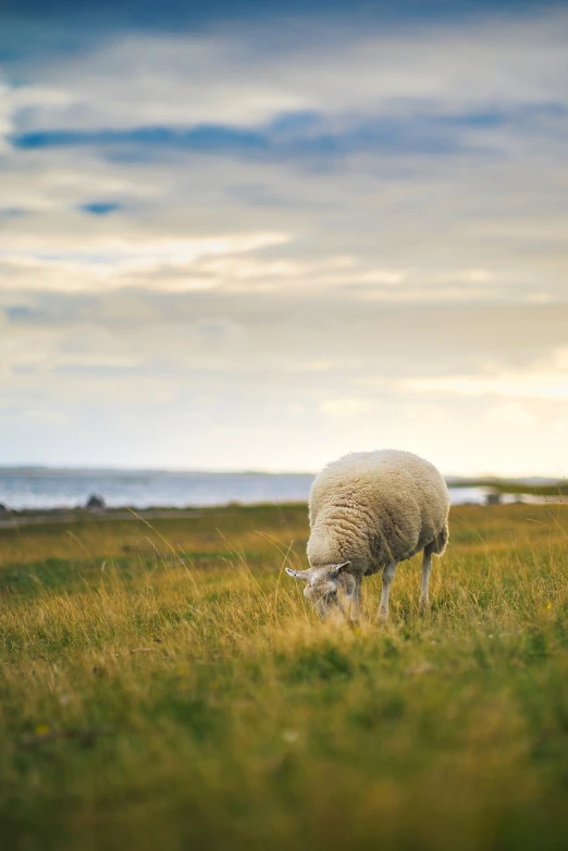 a sheep standing on top of a lush green field, a picture, shutterstock, near the seashore, oland, warm light, eating