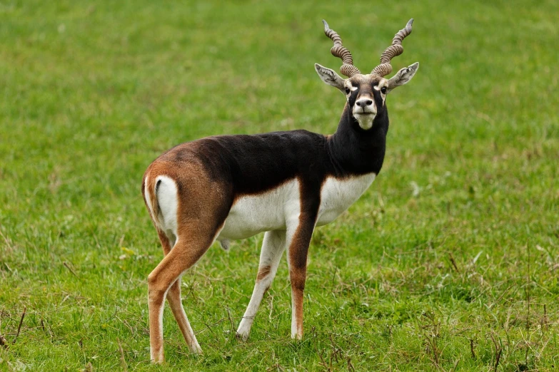 a antelope standing on top of a lush green field, a portrait, pixabay, mingei, with a white muzzle, full body shot, with long antennae, handsome man