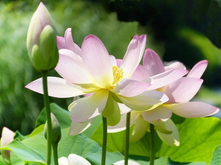 a couple of pink flowers sitting on top of a lush green field, a picture, by Yi Jaegwan, pixabay, art nouveau, lotus petals, soft white glow, standing gracefully upon a lotus, closeup photo