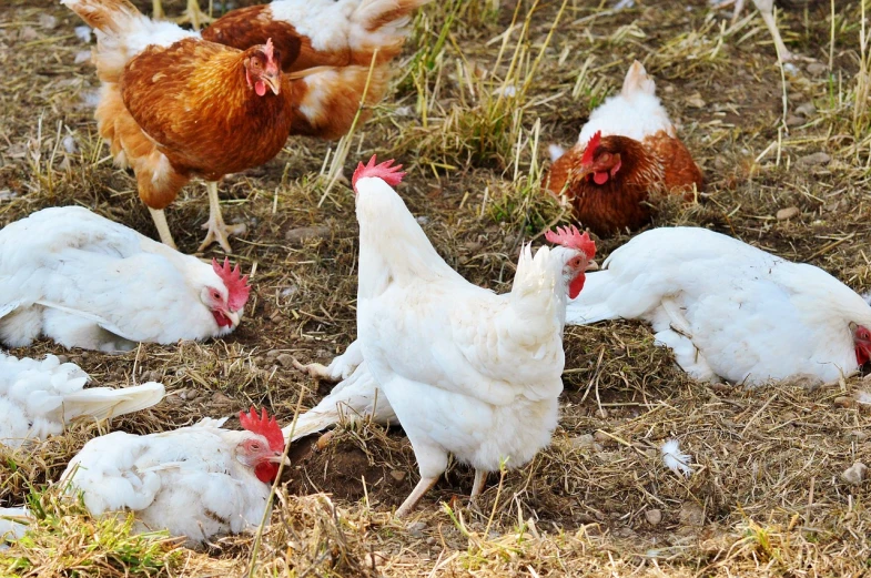 a group of chickens standing on top of a grass covered field, a photo, white wearing, bottom angle, file photo, ready to eat