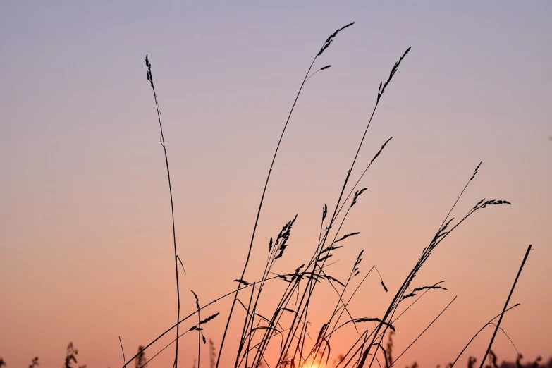 the sun is setting behind some tall grass, minimalism, at purple sunset, ears, closeup photo