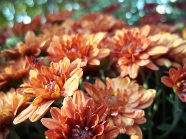 a close up of a bunch of orange flowers, a picture, by Linda Sutton, autumn bokeh, chrysanthemums, shiny golden, nostalgic atmosphere