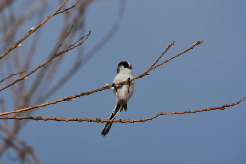 a bird sitting on top of a tree branch, arabesque, mullet, white with black spots, reportage photo, wide shot photo