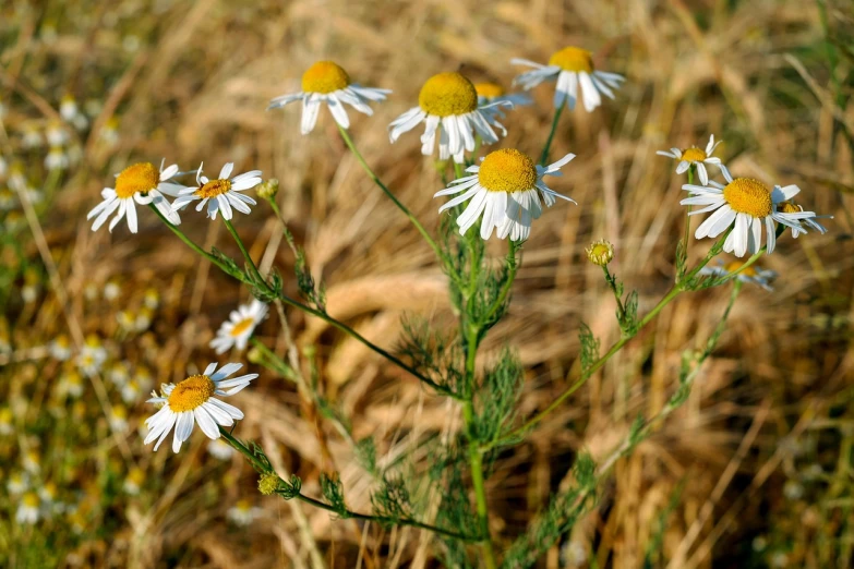 a bunch of white and yellow flowers in a field, by Dietmar Damerau, chamomile, bangalore, highly detailed picture, wild foliage