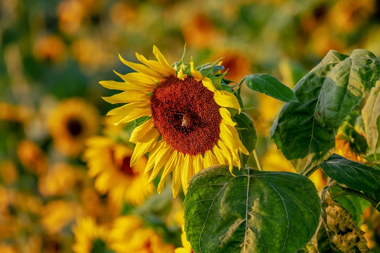 a sunflower in the middle of a field of sunflowers, fine art, swarming with insects, in the golden hour, red and yellow, closeup photo