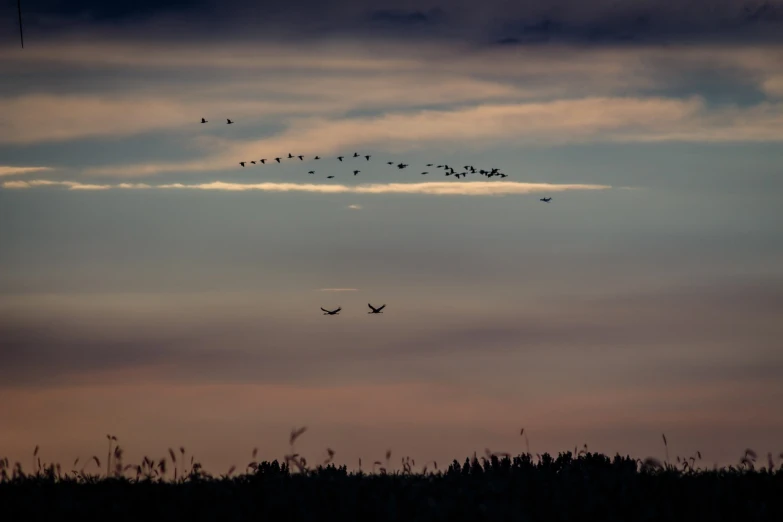 a flock of birds flying through a cloudy sky, a photo, by Hans Schwarz, shutterstock, autumn sunrise warm light, goose, bog, night sky